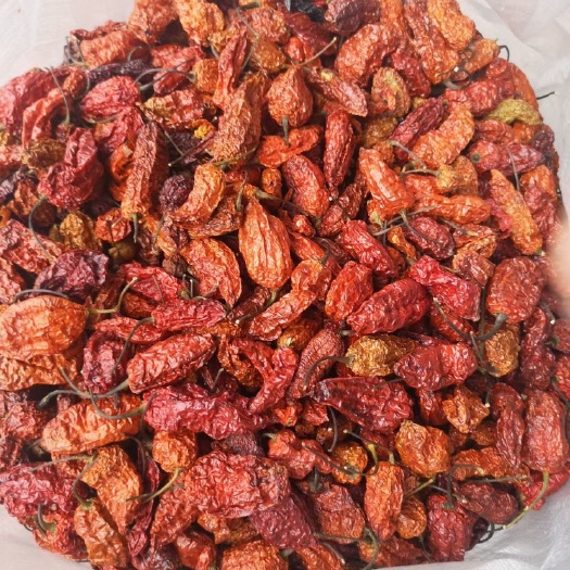 丘北县魔鬼辣椒  魔鬼椒