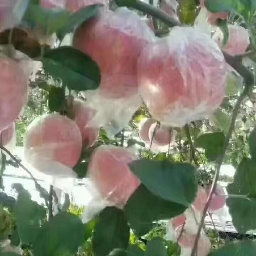临猗县 红富士冰糖心
