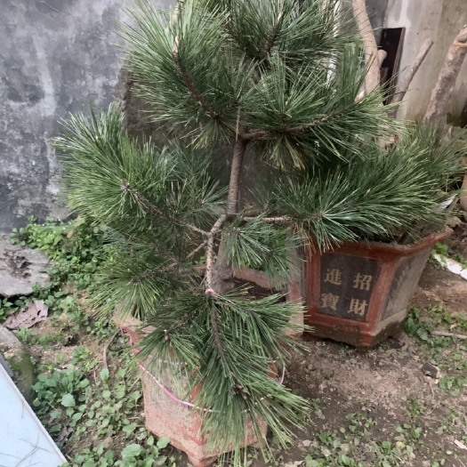 桐柏县桉树  风景树盆栽，造型独特，易栽培观赏美丽，大量出，也可单独，价低