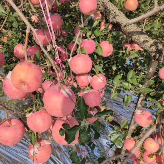 烟台山东蓬莱红富士苹果。