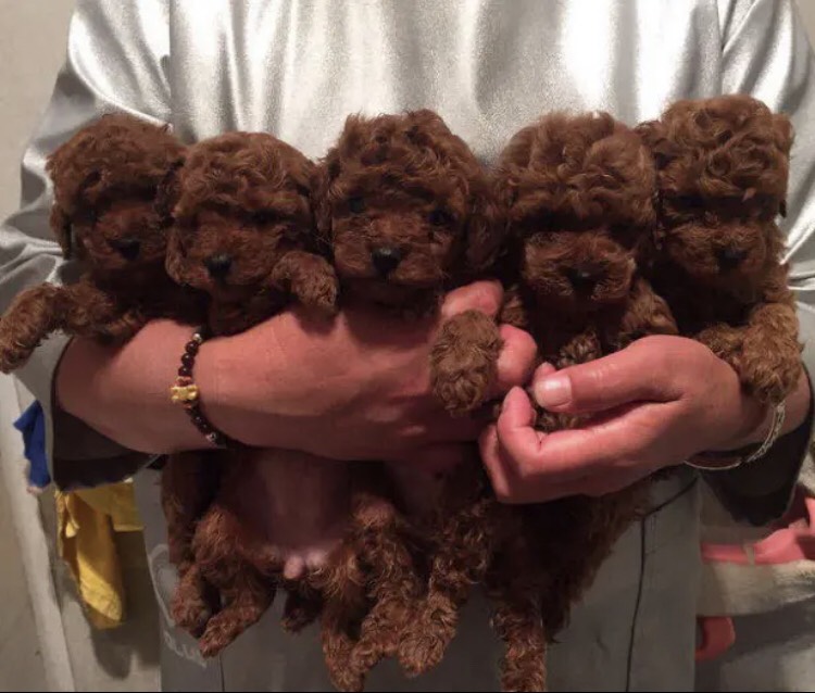 泰迪犬 纯种泰迪幼犬，茶杯犬，小体泰迪，宠物狗，支持视频挑选