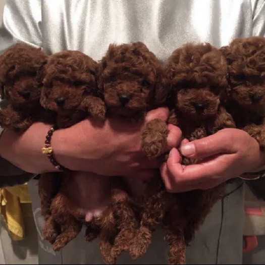 巨野县泰迪犬 纯种泰迪幼犬，茶杯犬，小体泰迪，宠物狗，支持视频挑选