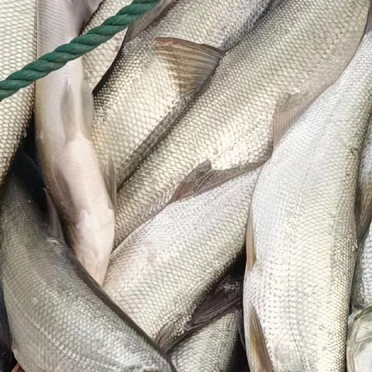 湖州翘嘴鲌鱼 翘嘴白鱼