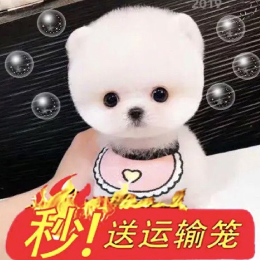 巨野县 小型博美犬，袖珍犬，小体犬，宠物犬，支持视频挑选