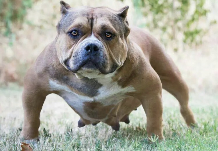  恶霸犬，斗牛犬，威武霸气，支持视频挑选，全国可以发货