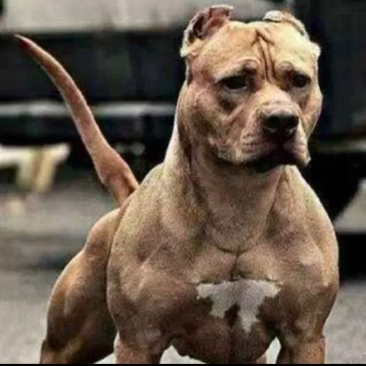 巨野县猛犬 比特犬 斗犬 战场英雄 咬口好 支持视频挑选  全国