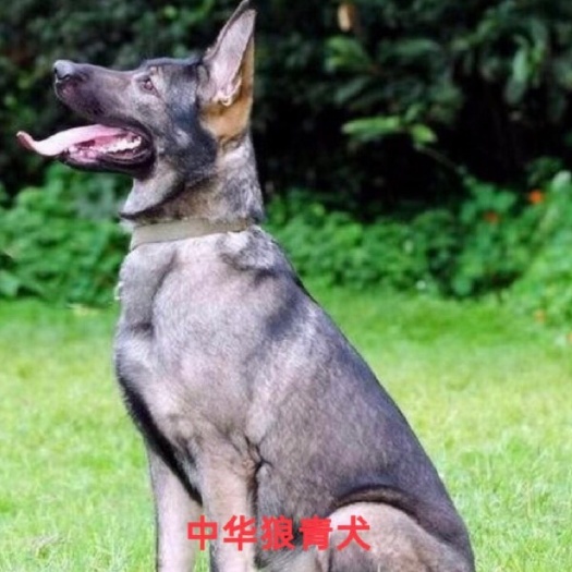 巨野县狼狗  德青犬 牧羊犬 狗狗 大型犬 送狗粮 送狗笼 全国包邮