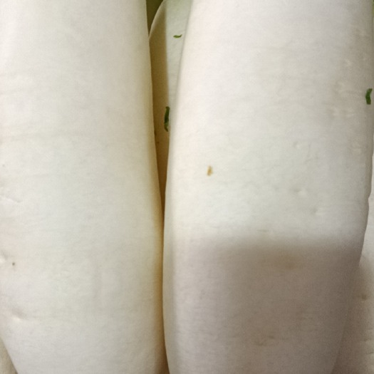 宁波精品白萝卜