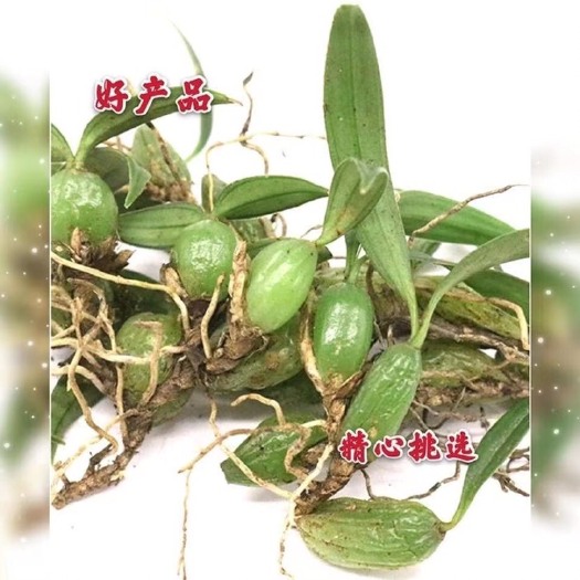 揭阳石橄榄长期批发双叶小果 新鲜双叶小果不苦