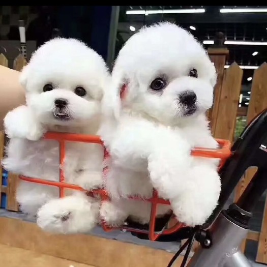 巨野县 比熊犬，小体宠物犬 卷毛宠物犬，公母都有，支持视频挑选