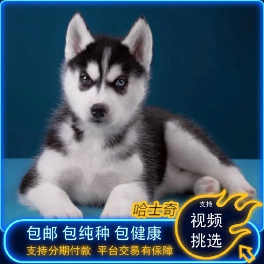精品 哈士奇犬 柯基犬 宠物犬 送狗粮 送笼子 全国包邮