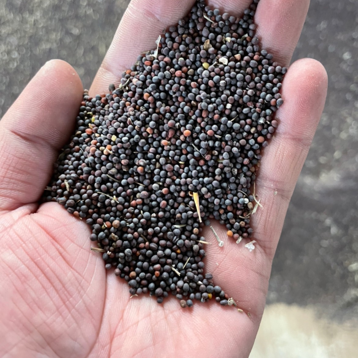 [油菜籽批发]油菜籽 青海特产小红菜籽,含油43.5芥酸37水份9价格3.