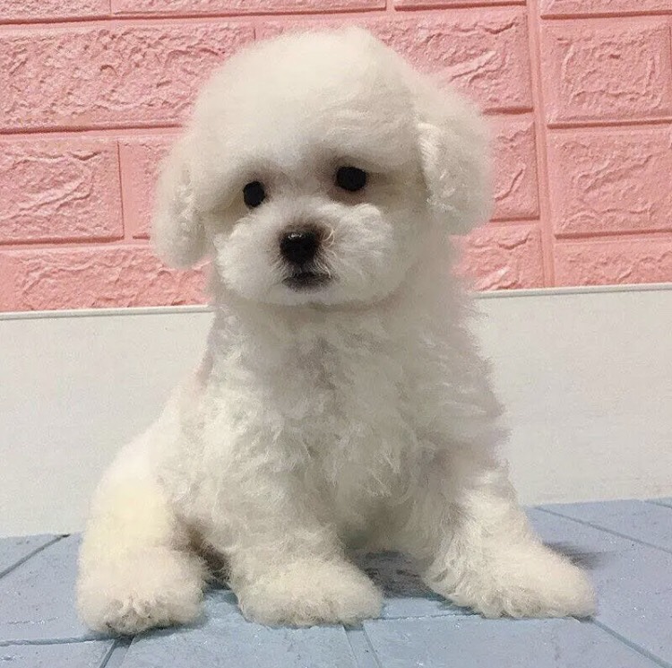 泰迪犬 纯种泰迪幼犬，茶杯犬，小体泰迪，宠物狗，支持视频挑选
