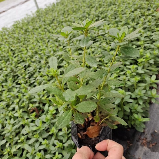 成都 13杯西洋杜鹃