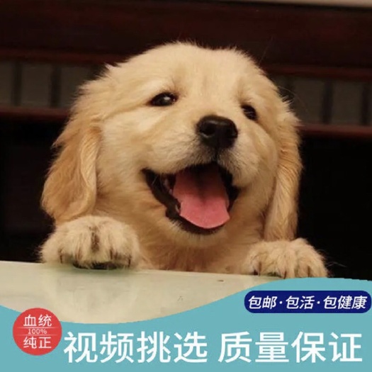 巨野县金毛犬，宠物犬，中型犬，适合新手养的狗狗，支持视频挑选