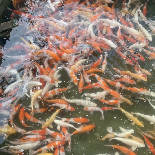 北京大三家锦鲤 大规格锦鲤、30-50厘米