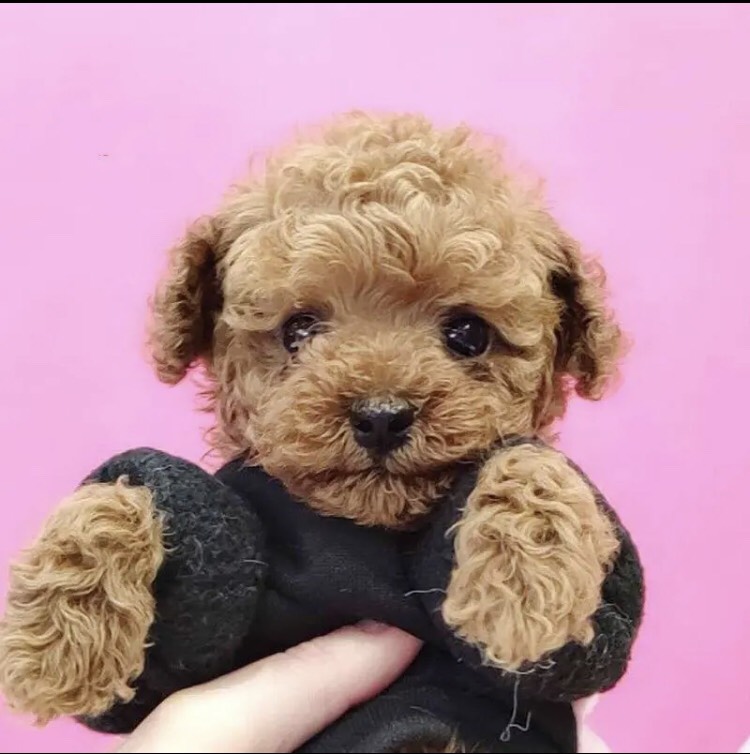 泰迪犬 纯种泰迪幼犬，茶杯犬，小体泰迪，宠物狗，支持视频挑选
