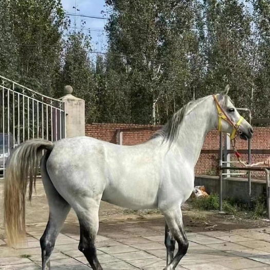 阿拉伯马  马