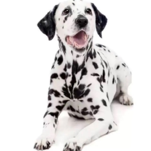 巨野县斑点狗  斑点犬，小斑点犬，贴身小短毛，性格温顺，外观漂亮