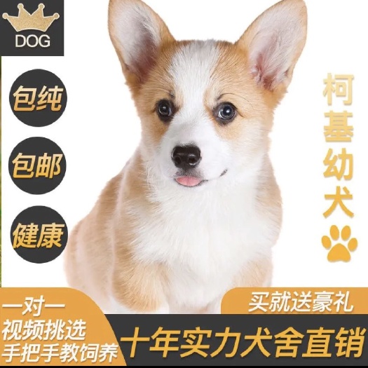 巨野县 柯基犬，小体犬，柯基幼犬，公母都有，支持视频挑选