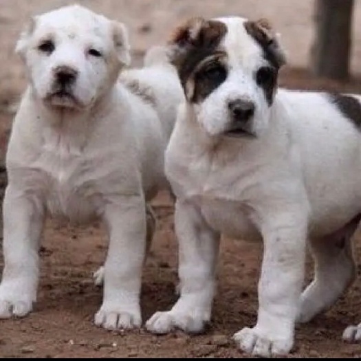 巨野县中亚牧羊犬 中亚犬 牧羊犬 大型犬 看家护院 看大型场地