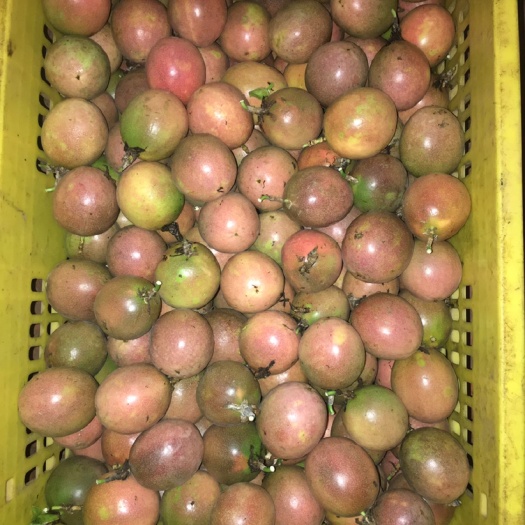 台农一号百香果 广西紫香百香果产地直发，批发零售专车物流直达