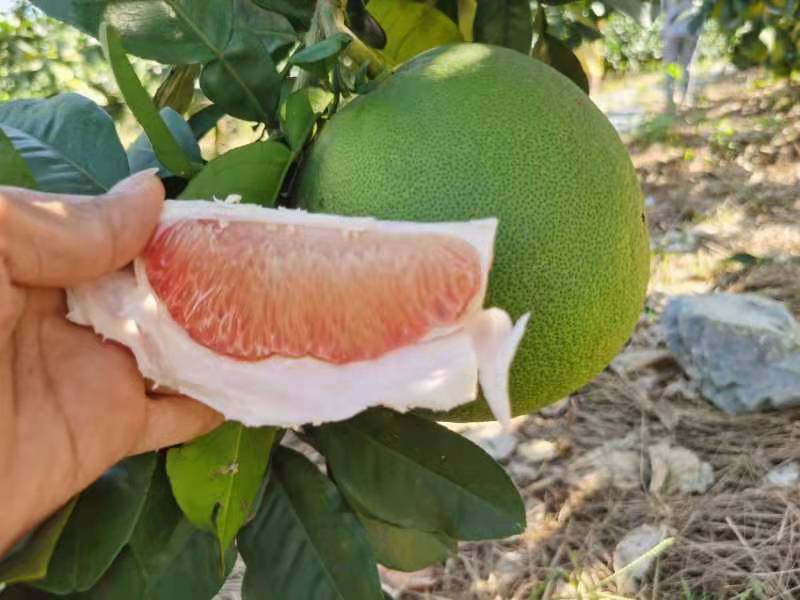 泰国翡翠青柚红心蜜柚青皮水果应季水果新鲜整箱批发5斤