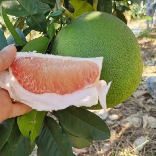 南宁泰国翡翠青柚红心蜜柚青皮孕妇水果应季水果新鲜整箱批发5斤