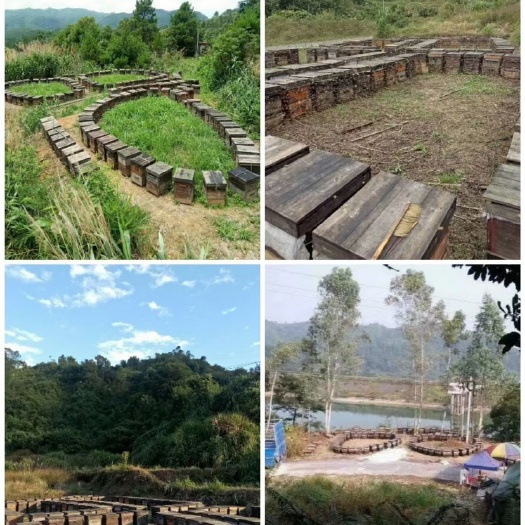 清远九龙腾蜜 大量批发蜂蜜