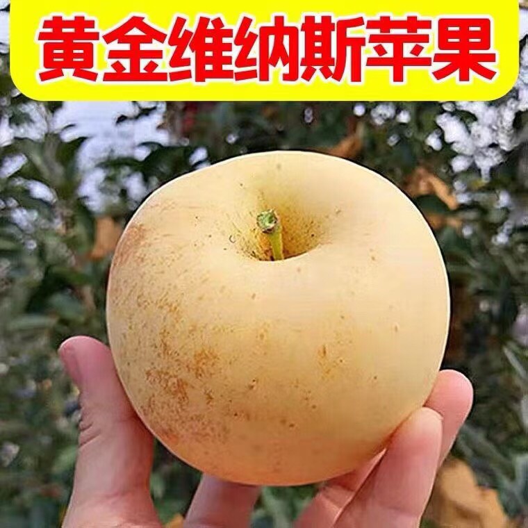 维纳斯黄金苹果水果 脆甜多汁 新鲜 不打蜡