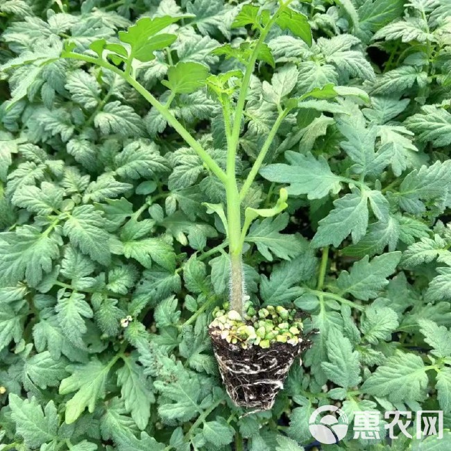 硬粉西红柿苗 嫁接大粉番茄苗 抗病性好 根系发达 带果能力强