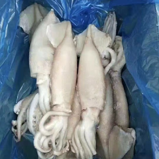 连云港 单冻鱿鱼
