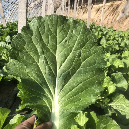 开鲁县德高批帮菜 大叶绿帮白菜叶