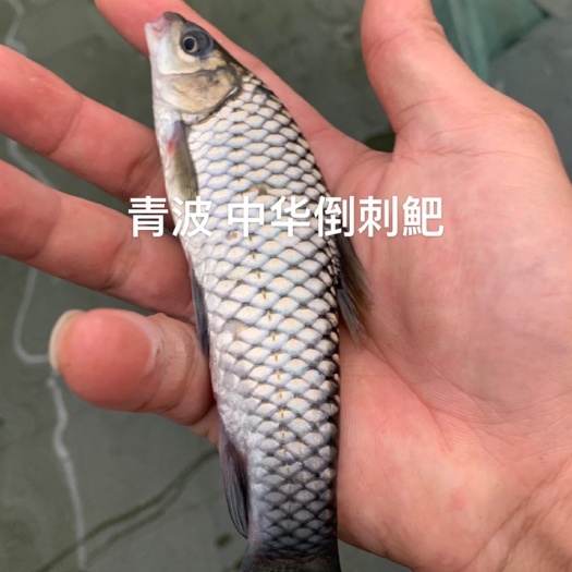 眉山清波鱼鱼苗 青波鱼苗 青波