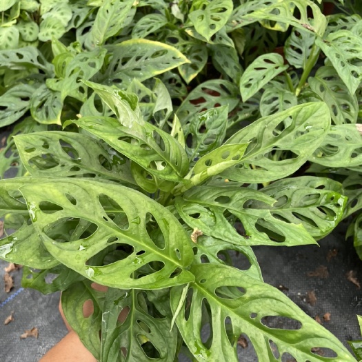长沙多肉组合 