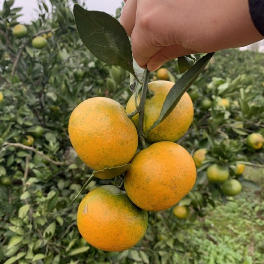 丹江口市湖北省丹江口市习家店蜜桔无籽柑橘批发