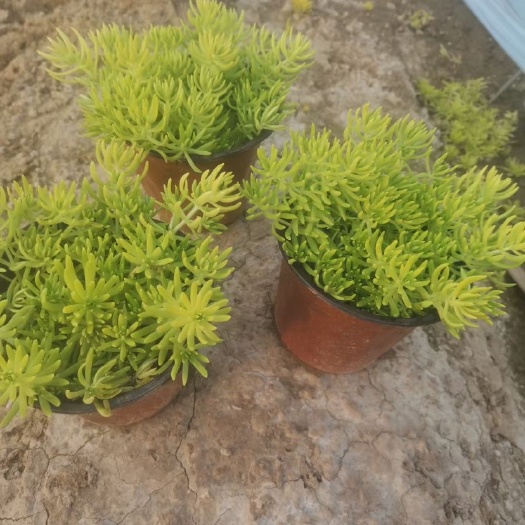 青州市 金叶佛甲草