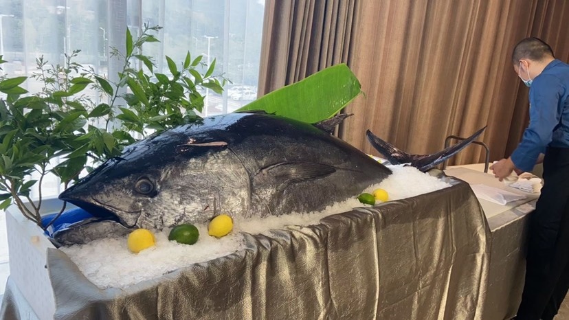 海口日本蓝鳍金枪鱼