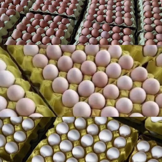 土鸡蛋  高钙富硒无抗蛋