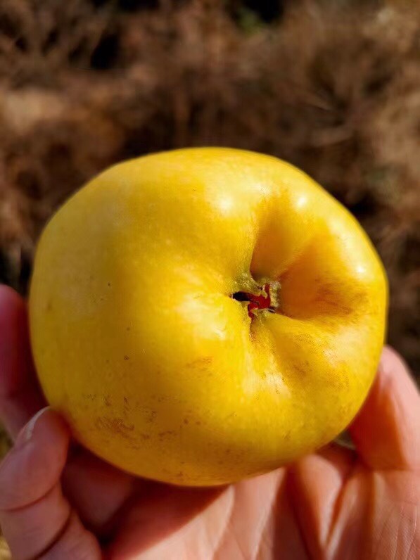 维纳斯黄金苹果水果 脆甜多汁 新鲜 不打蜡