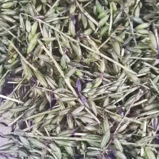 成都山慈菇种苗  毛慈菇果夹  品种好，成活率高 少有品种