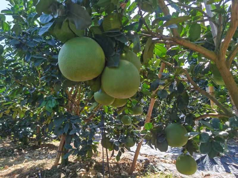 泰国翡翠青柚红心蜜柚青皮水果应季水果新鲜整箱批发5斤