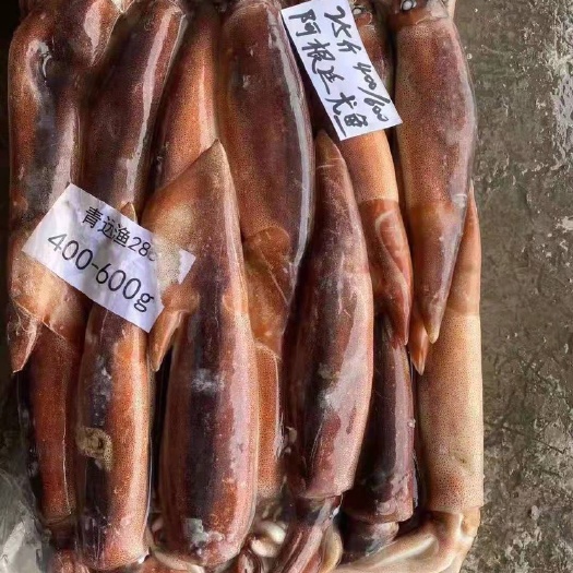 连云港 阿根廷鱿鱼