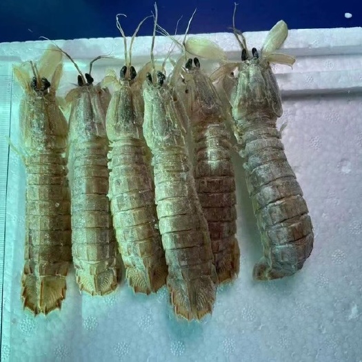 乳山市 小活虾加工的熟冻带壳皮皮虾