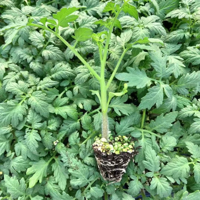 大粉西红柿苗 抗Ty 抗死棵 根系发达 嫁接硬粉番茄苗