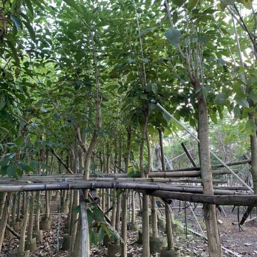 遂溪县洋红风铃木 洋红风铃