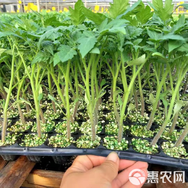 硬粉西红柿苗 嫁接大粉番茄苗 抗病性好 根系发达 带果能力强