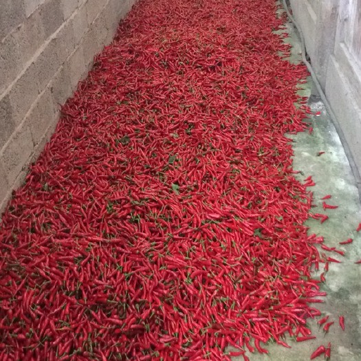 岑巩县朝天椒  福建辣椒王(王中王) 特辣 自有基地