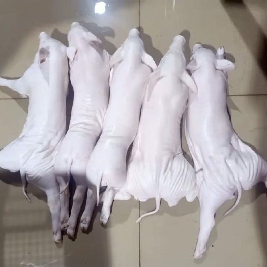 佛山整头猪  新鲜小耳朵乳猪 广西土白乳猪猪