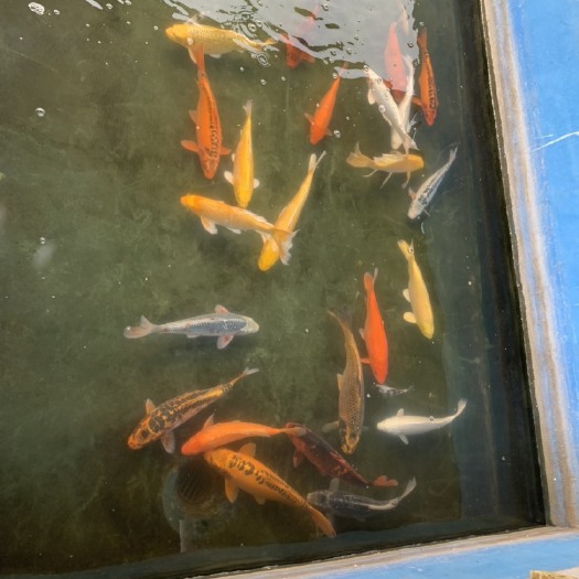 大三家锦鲤 